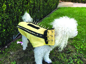 small dog protection from hawks
