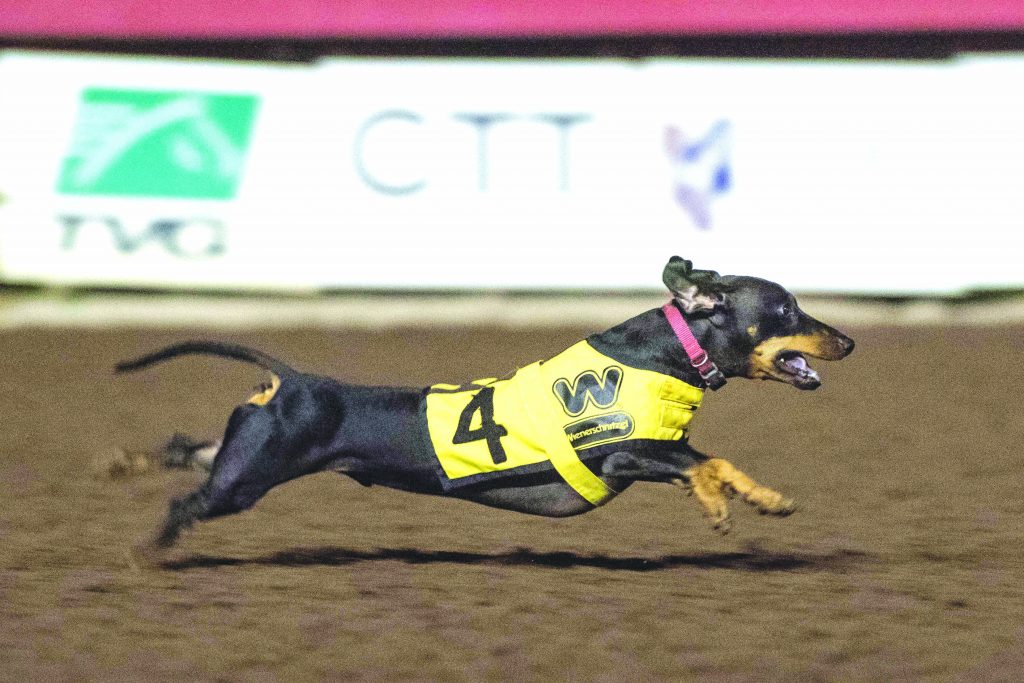 Wienerschnitzel Wiener Nationals returns to Los Alamitos Race Course