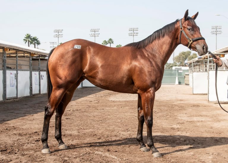 More than $5 million in transactions for Los Al Race Track Equine Sale