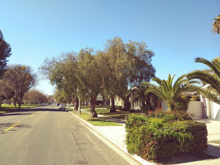 Rossmoor Directors vote to allow removal of Parkway trees