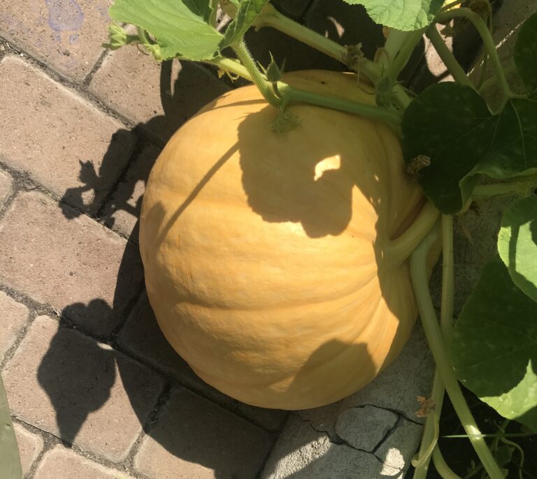 Landell Elementary garden is ready for harvest