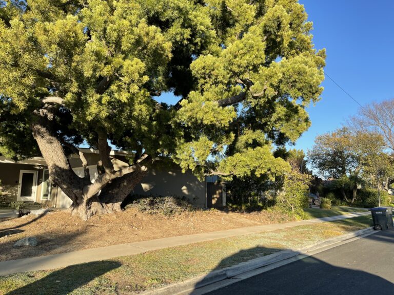 RCSD gets annual report on Rossmoor’s urban forest