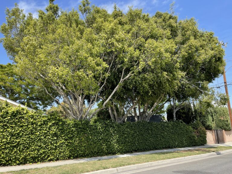 Los Al Council to consider urban forest pursuit