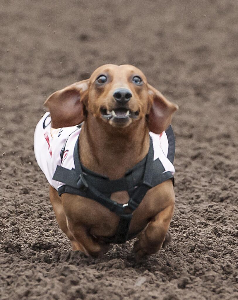 Wiener dog racings return to Los Al Racetrack July 16