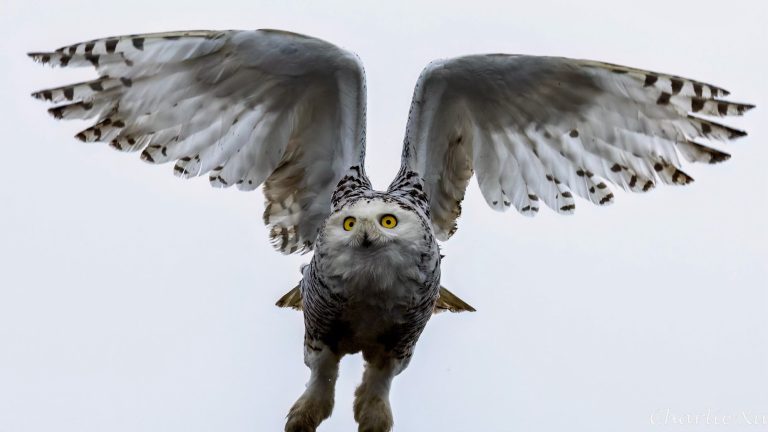 Snowy owl descends on Cypress