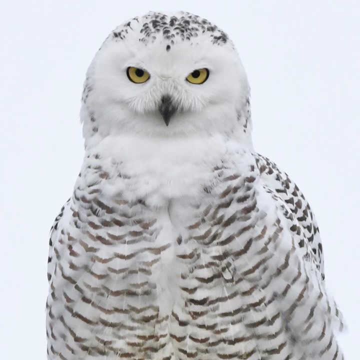 After creating spectacle, Snowy Owl heads back to Arctic