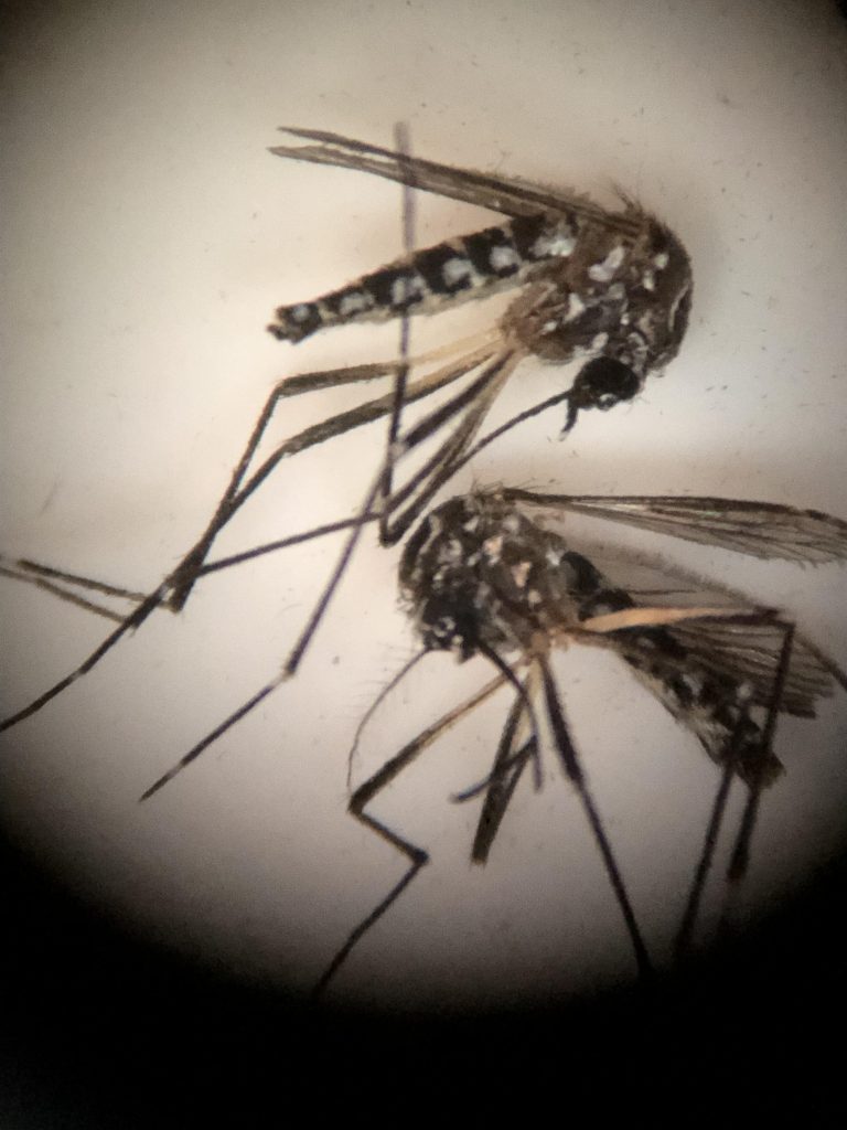 New mosquito strain could pose risk to SoCal residents