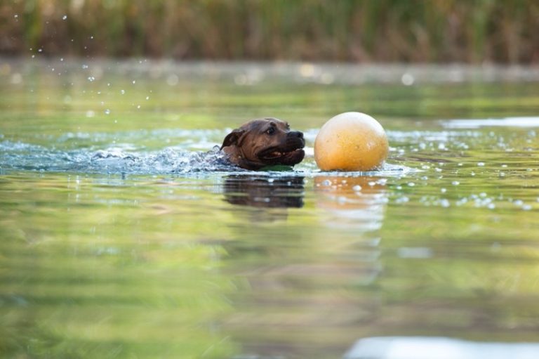 Protect your pet during this summertime heatwaves