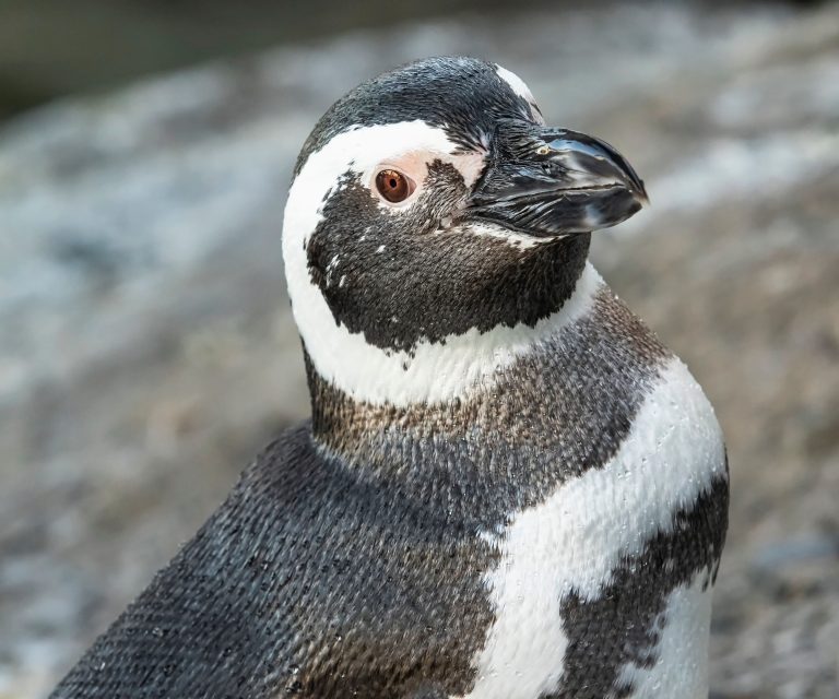 AOP mourning the loss of Fisher the Penguin