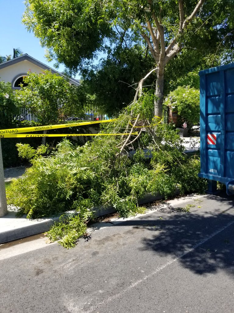 Heavy rains had impact on Rossmoor trees Kingman tells RCSD