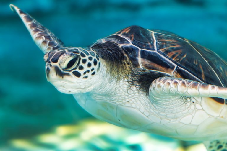 Aquarium of the Pacific saves life of sea turtle