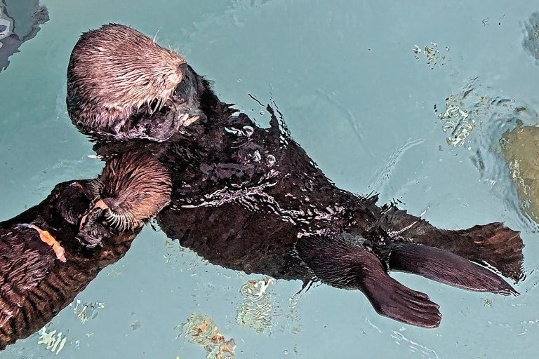 Aquarium educates sea otter, releases them back into the wild