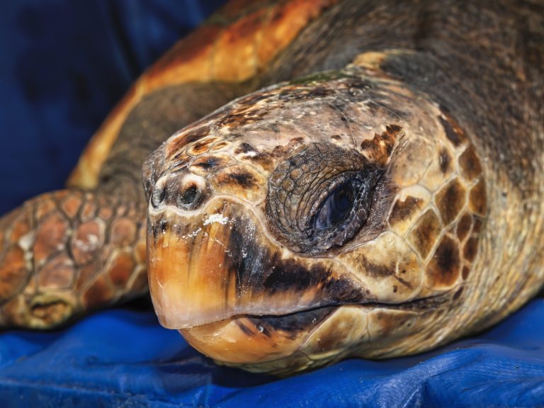 Aquarium of the Pacific nutures sea turtle to return it to the sea