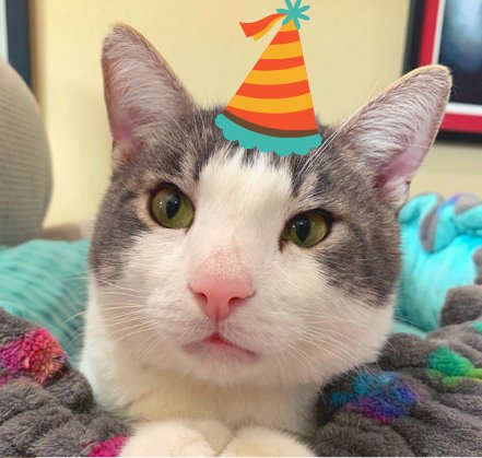 Celebrate Benny’s birthday by supporting the Kitty Rescue Center