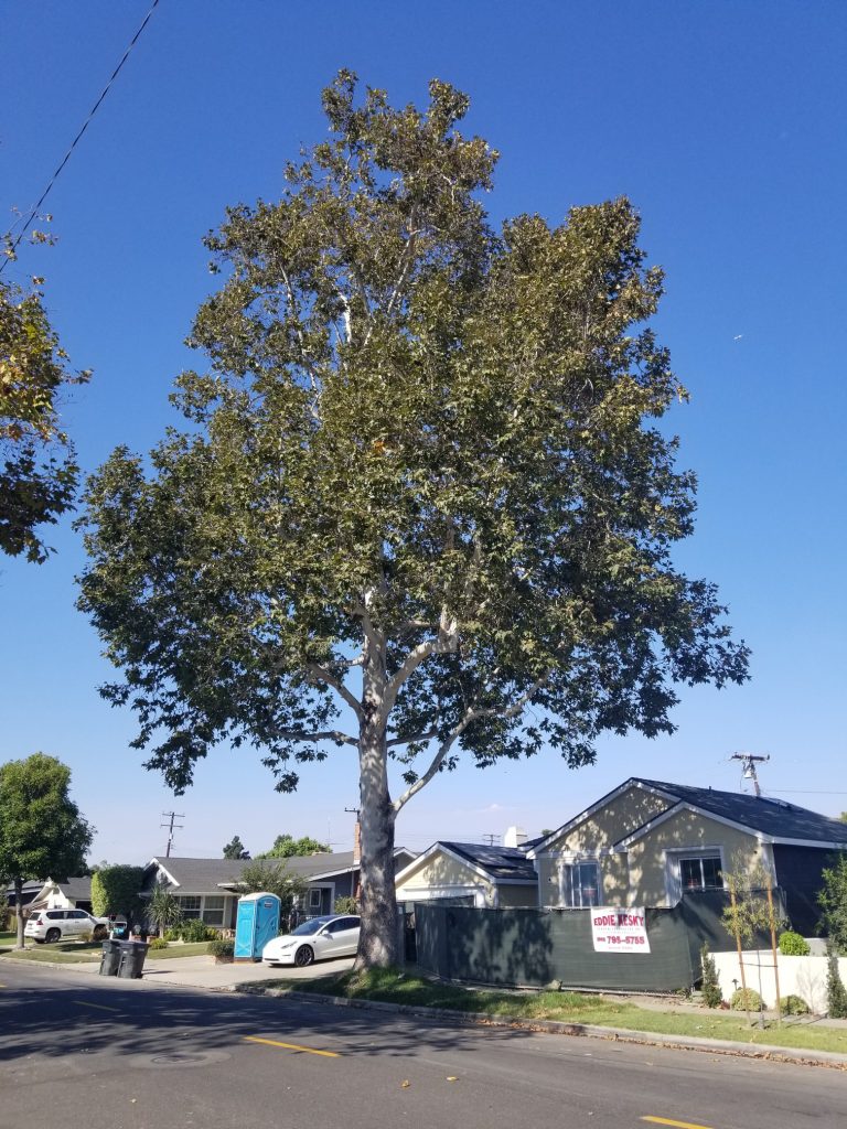 The bigger they are, the harder they fall. Rossmoor loses a “landmark” tree