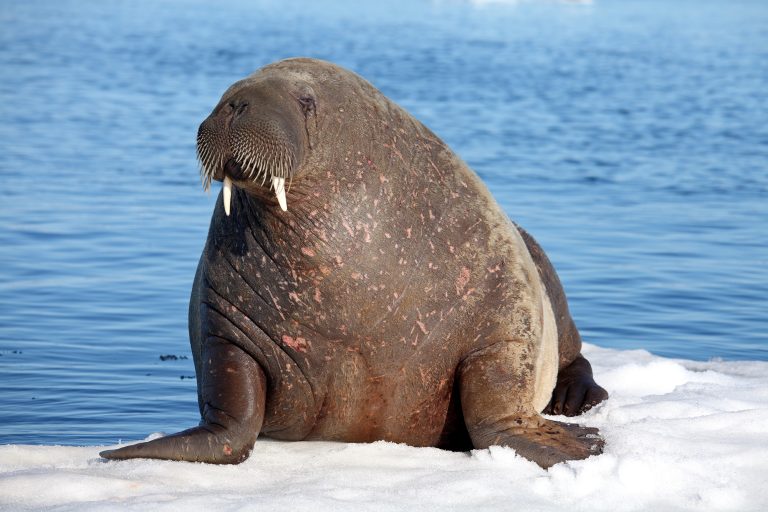 Pacific Walruses and critical ocean ecosystems to be subject of December lecture series