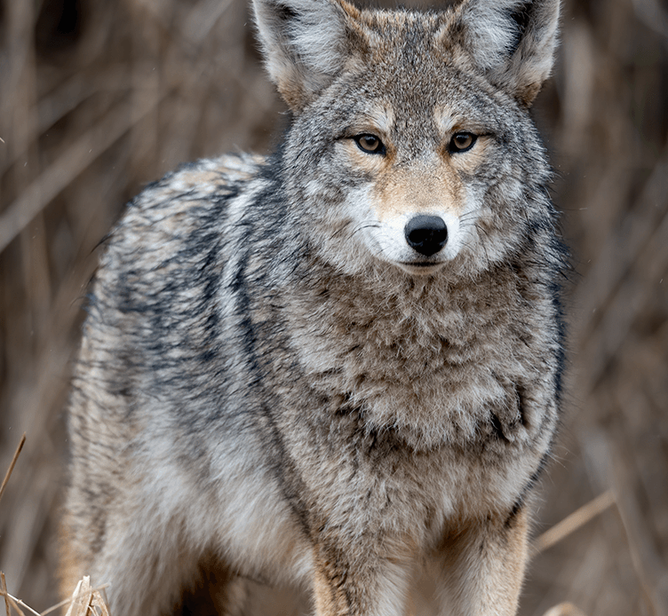 Coyote breeding reason means increased sightings