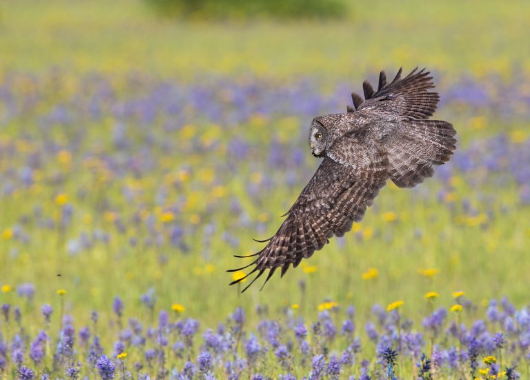 Explore the intricate world of owls at Aquarium of the Pacific First Wed. lecture April 1