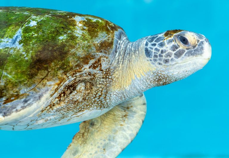 Porkchop, the rescued sea turtle, is released back into the wild after Aquarium treatment
