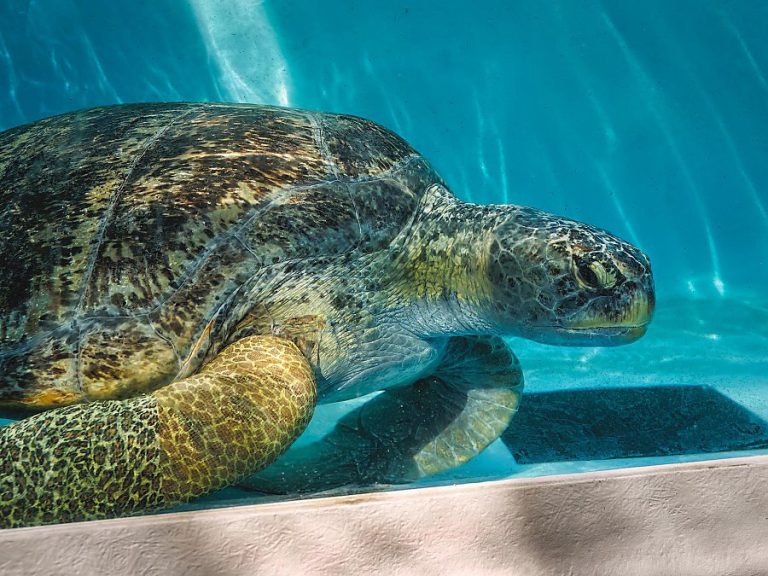 Meatloaf, the gigantic sea turtle, recovering at Aquarium of the Pacific