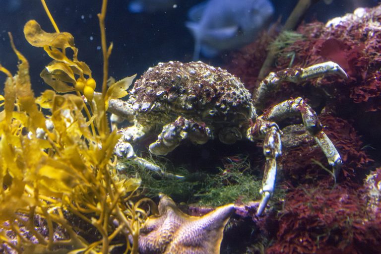 Aquarium of the Pacific adds three species to its Marine Report Card