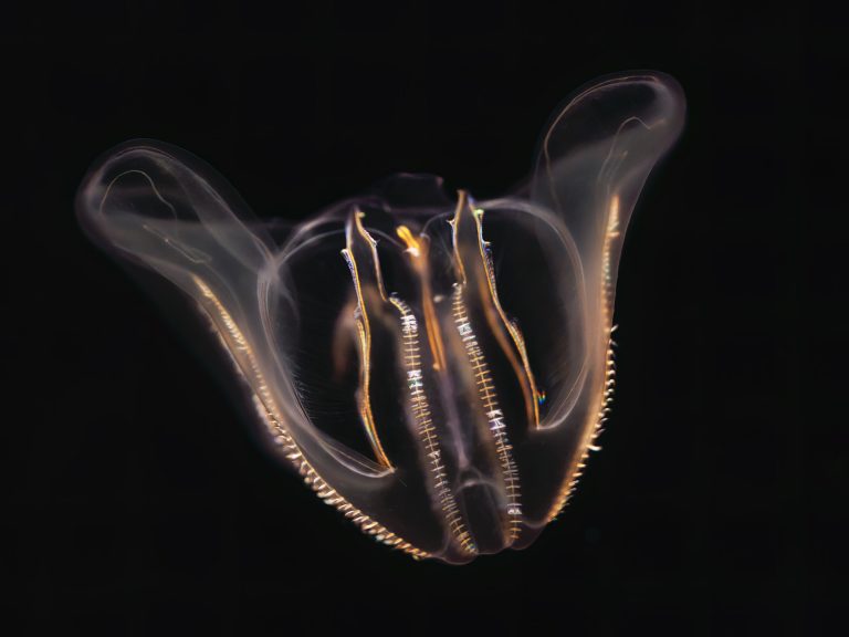 More diverse sea jellies at Aquarium of the Pacific than anywhere else in America