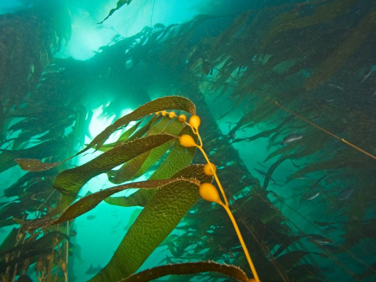 Restoring California Kelp to be subject of Aquarium’s First Wednesday lecture