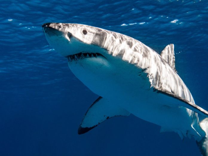 Shark