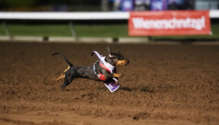 Bonnie smokes competition to become “Fastest Wiener in the West”