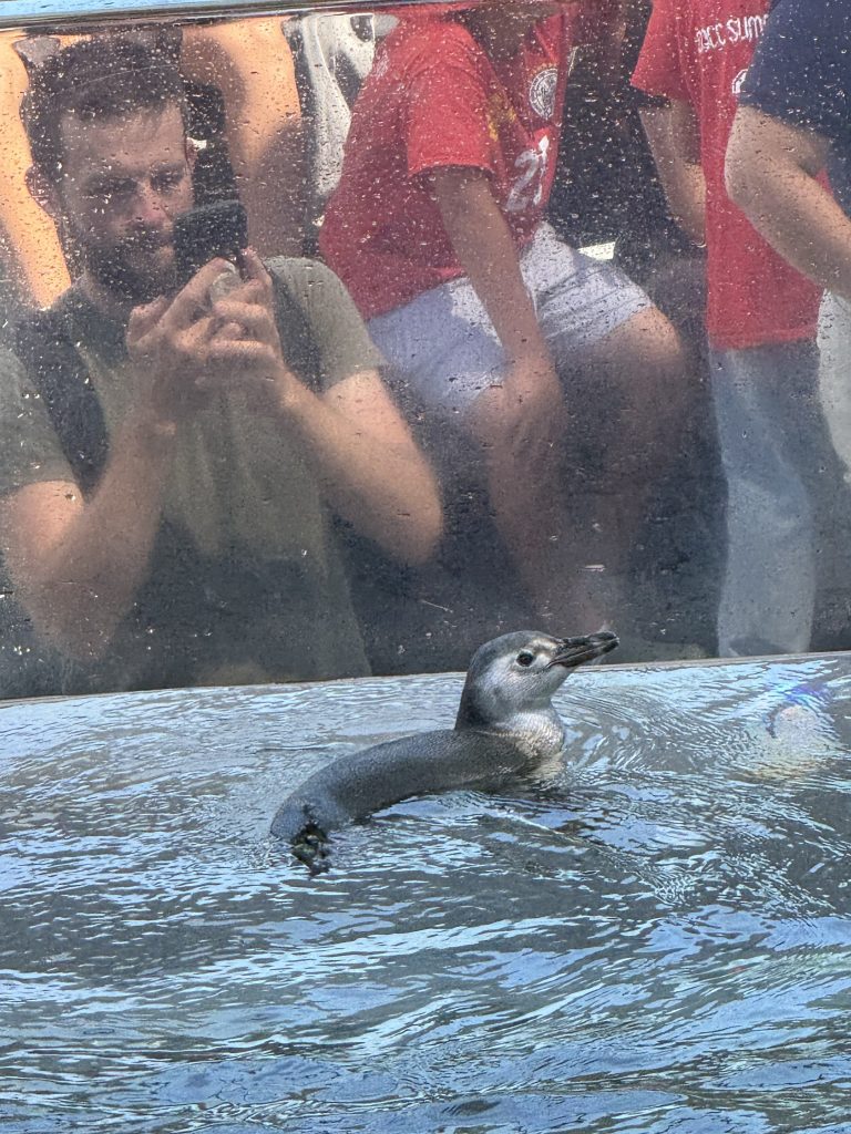 Ari, the penguin, seems destined for stardom, at least in ocean terms, at the Aquarium of the Pacific