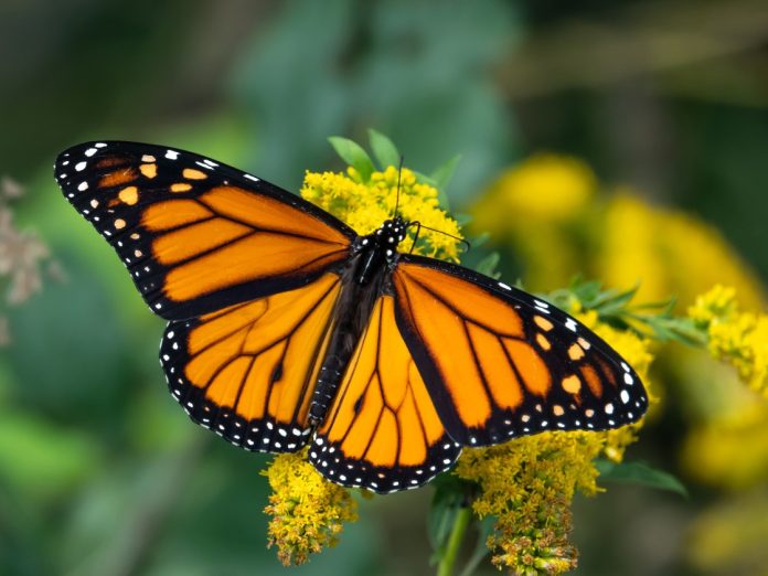 monarchbutterfly
