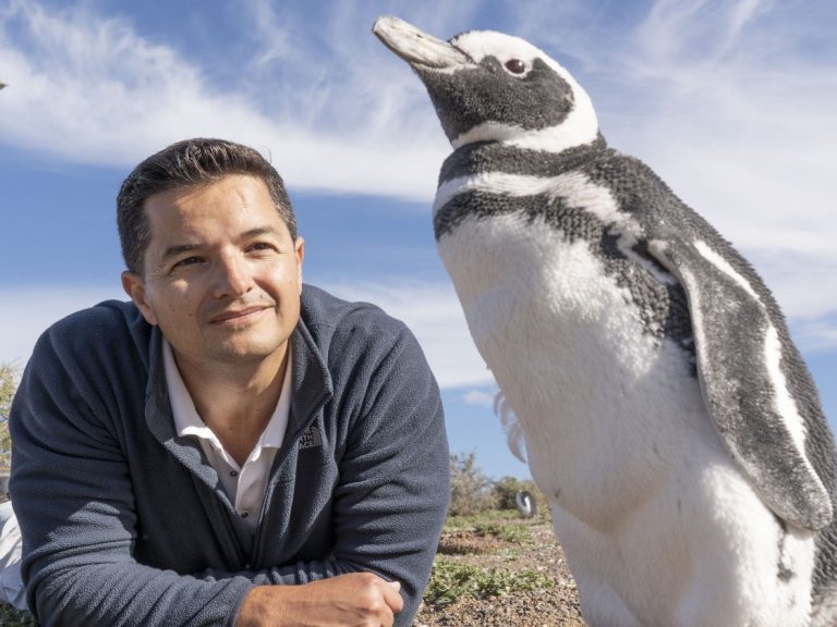 Penguins take center stage for Aquarium First Wednesday lecture Oct. 7